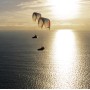 PARAPENTE ADVANCE OMEGA ULS XALPS ALTO RENDIMIENTO LIGERO HOMOLOGADO EN D
